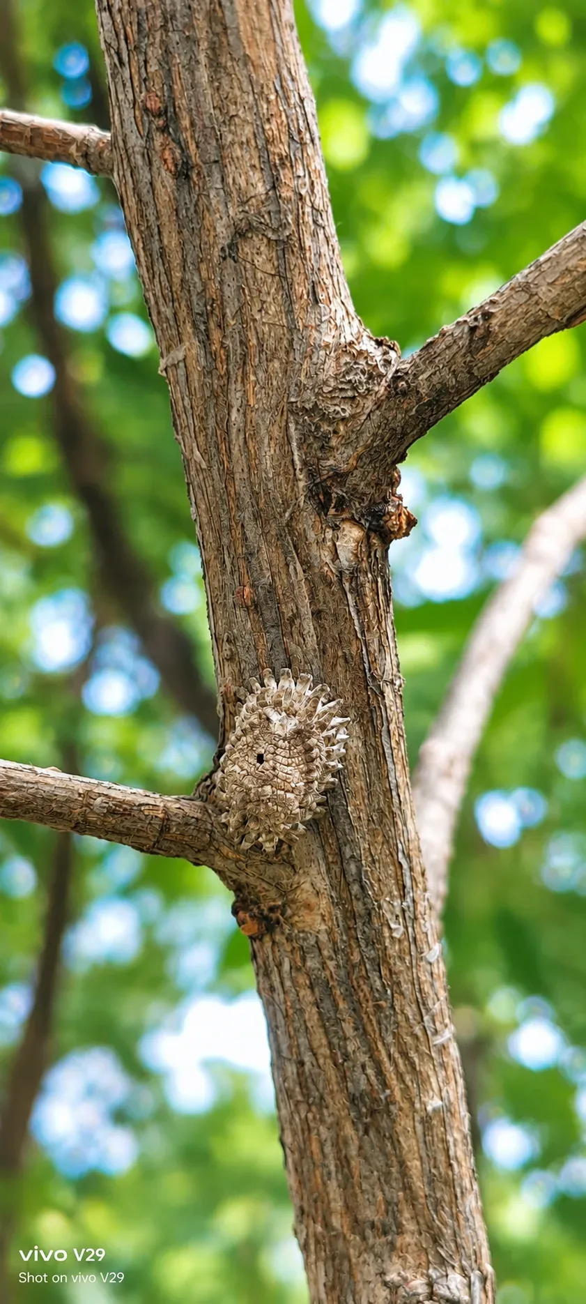 Shoot On Vivo V29 Mobile Master Of Camouflage Hidden On The Tree AI Photo Prompt preview example result