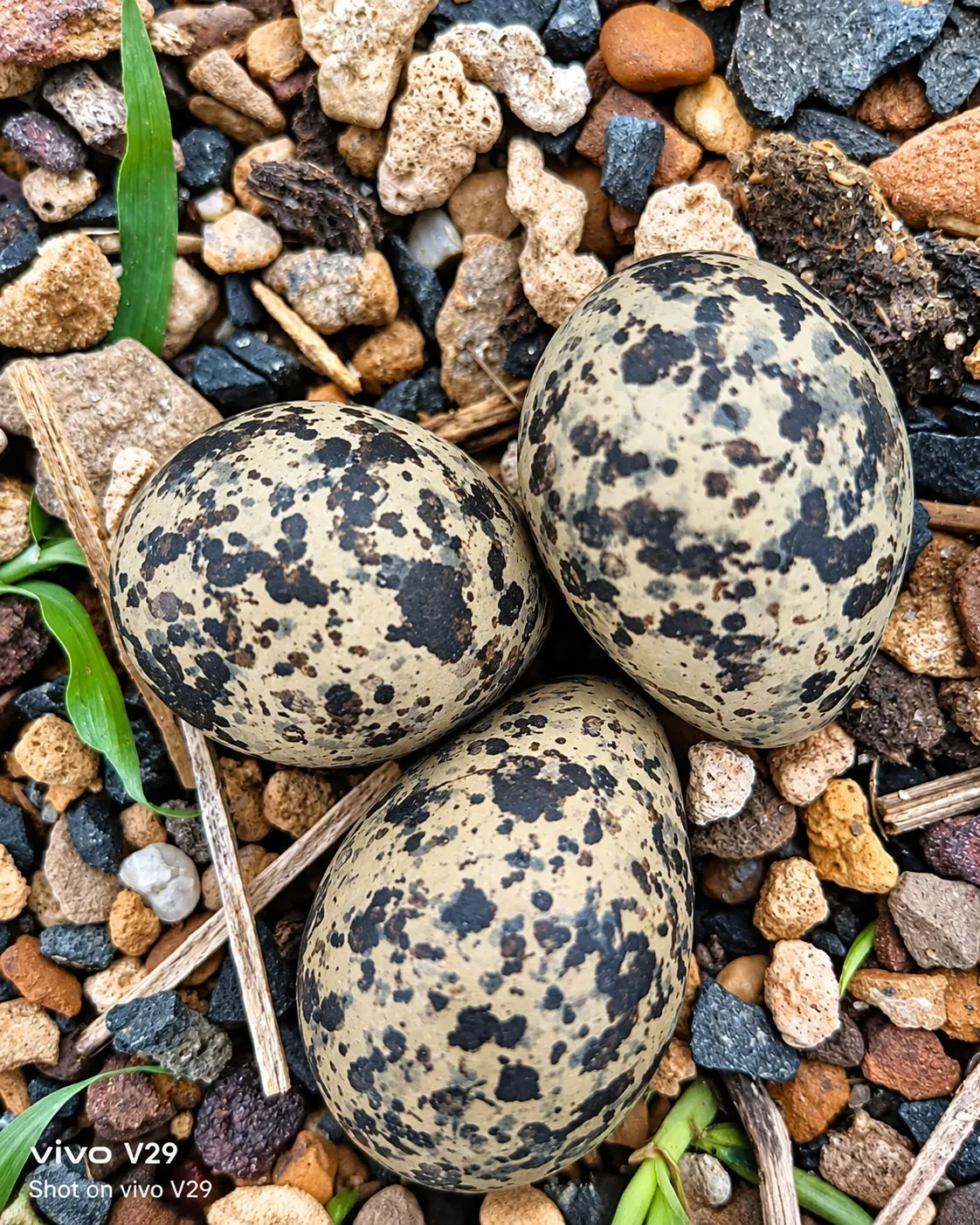 Speckled Eggs In Nature Vivo V29 Macro Shot AI Photo Prompt preview example result